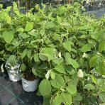 Hortenzia stromčekovitá (Hydrangea arborescens) 'STRONG ANNABELLE' Proven Winner® - výška 30-50 cm, kont. C3L